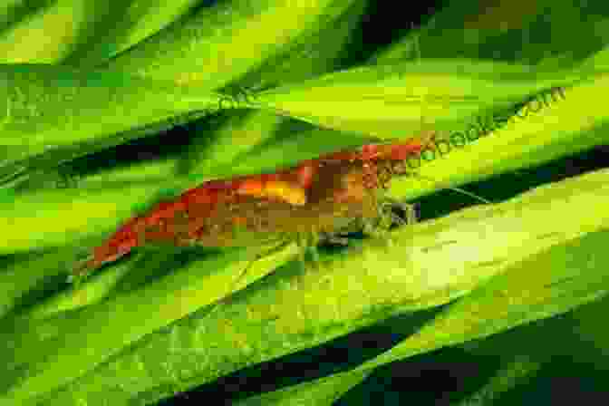 A Cherry Shrimp Crawling On A Plant Leaf Platy Tank: 10 Awesome Platy Tank Mates (Species Compatibility Guide)