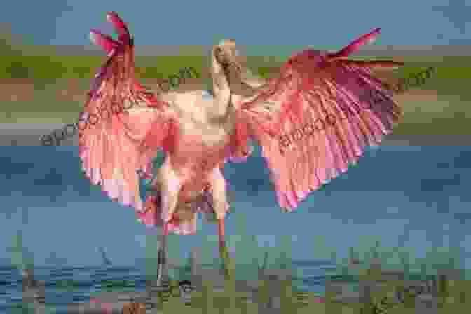 A Close Encounter With A Roseate Spoonbill In Florida Bay, Highlighting The Incredible Biodiversity Of The Region. Cape Fear 2002: Florida Bay Cape Sable And Whitewater Bay (Campingbare Stories 6)