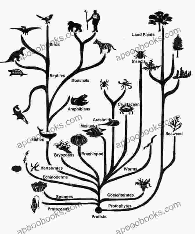 A Diagram Of The Evolutionary Tree Of Life Evolution In Hawaii: A Supplement To Teaching About Evolution And The Nature Of Science