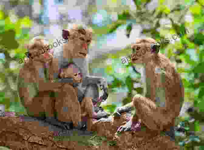 A Family Of Monkeys Interacts Peacefully In Their Natural Habitat, Surrounded By Lush Vegetation. Love In Infant Monkeys: Stories