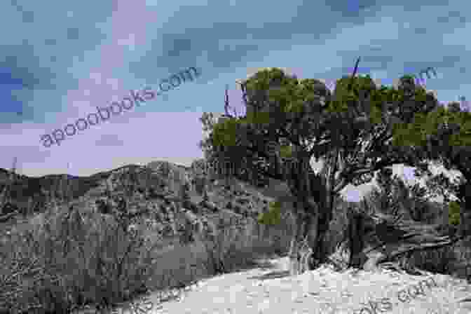 A Gnarled And Ominous Hanging Tree Looms Over A Desolate Landscape The Hanging Tree (A Brother Athelstan Mystery 21)