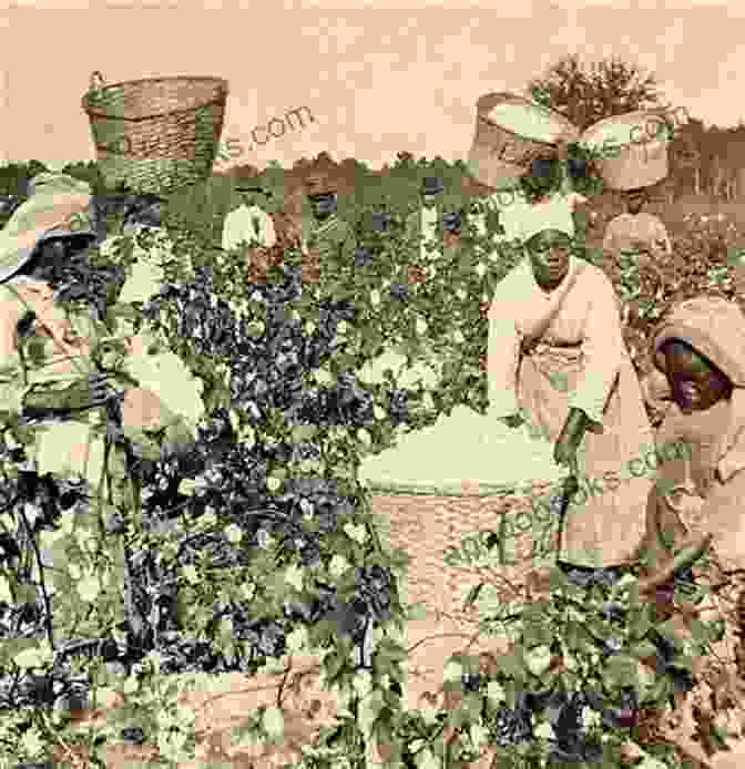 A Group Of Enslaved Black Women Working In A Cotton Field The Conspiracy To Destroy Black Women