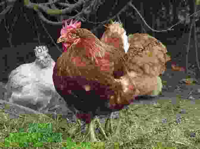 A Group Of Ex Battery Hens Enjoying The Sun. Tales From The Coop: The Joy Of Ex Battery Hens