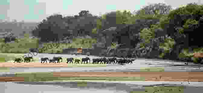 A Herd Of Elephants Crossing A River In Kruger National Park, Surrounded By Lush Vegetation And A Stunning Sunset South Africa Travel Guide: Everything You Need To Know (Country Travel Guides)