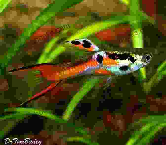 A Male Endler's Livebearer With A Colorful Tail Fin Platy Tank: 10 Awesome Platy Tank Mates (Species Compatibility Guide)