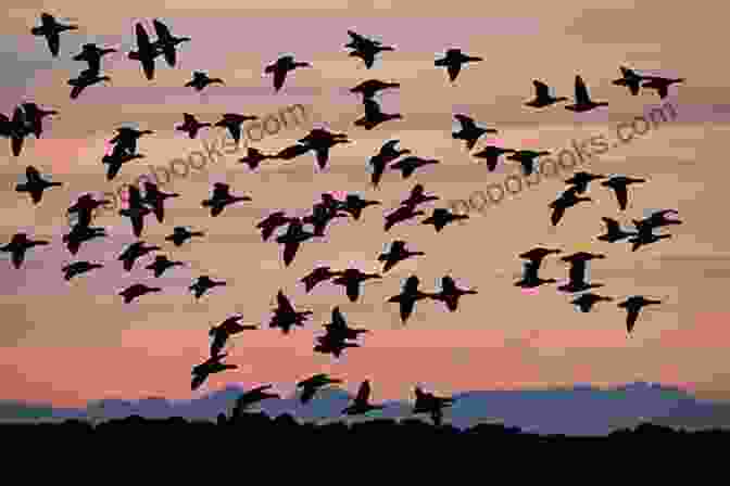 A Panoramic Photograph Of A Flock Of Geese Flying Over A Tranquil Lake, Their V Shaped Formation Against A Backdrop Of Golden Sunset. Birdeye : Second Edition Sarah Giles
