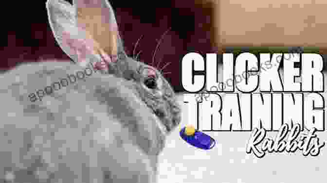 A Rabbit Being Trained With A Clicker 10 Rabbit Behaviour Problems Solved Tamsin Stone