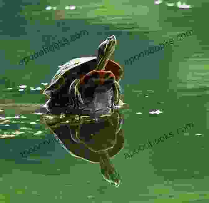 A Red Eared Slider Turtle Basking In The Sun On A Rock In A Pond RED EARED SLIDERS: The Ultimate Guide To Red Eared Slider House Feeding Behavior Appearance And Care