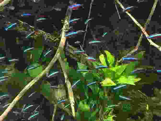 A School Of Cardinal Tetras Swimming In An Aquarium Platy Tank: 10 Awesome Platy Tank Mates (Species Compatibility Guide)