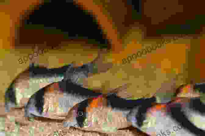 A School Of Corydoras Catfish Foraging On The Bottom Of An Aquarium Platy Tank: 10 Awesome Platy Tank Mates (Species Compatibility Guide)