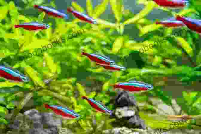 A School Of Neon Tetras Swimming In A Planted Aquarium Platy Tank: 10 Awesome Platy Tank Mates (Species Compatibility Guide)