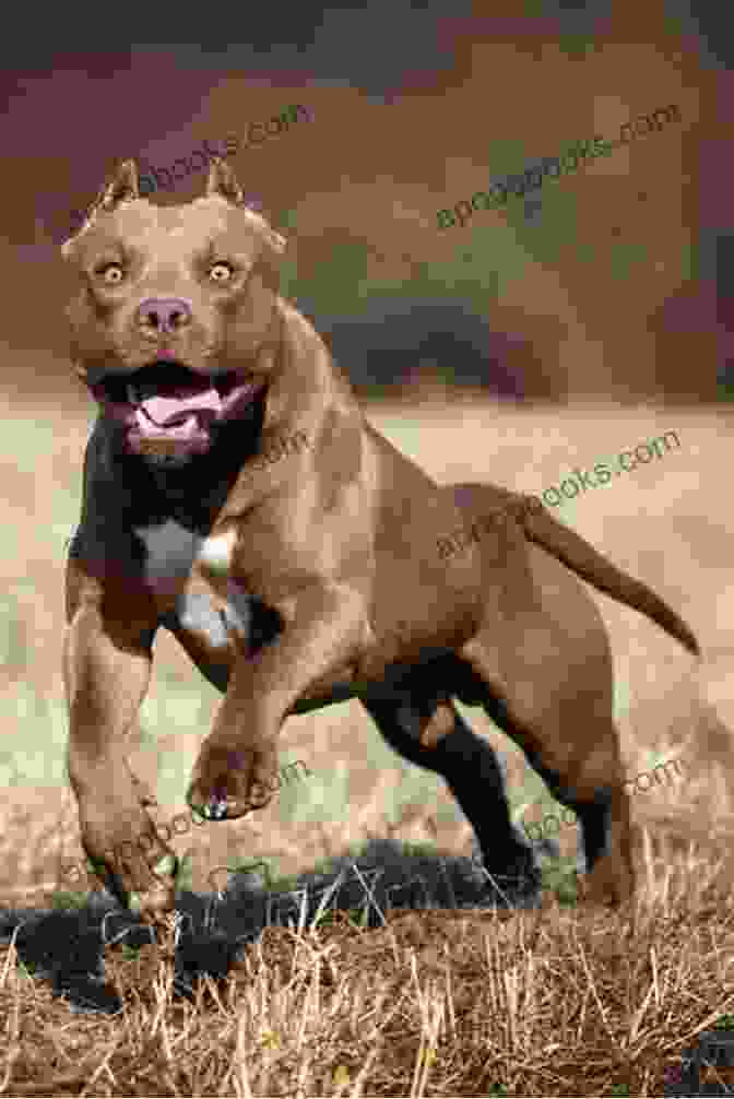 American Pit Bull Terrier Running In A Field American Pit Bull Terrier Breed: Pit Bull Terriers Of The American Breed Class