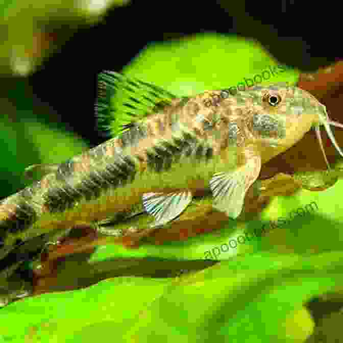 An Aspidoras Catfish Blending Seamlessly With Its Surroundings On A Forest Floor 200 Armoured Catfish: Corydoras Scleromystax Aspidoras And Brochis