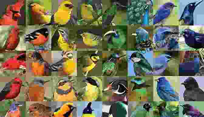 Birds Displaying A Spectrum Of Color Changes Bird Colors Unravelled: All Colors Color Changes Explained (Birding USA)