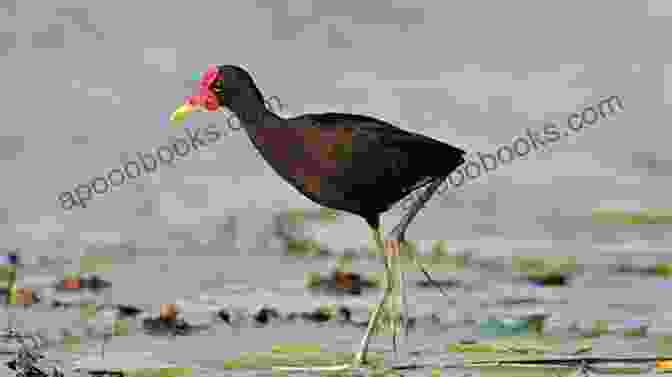 Close Up Of A Jacana Bird Walking On Lily Pads Pantanal: Travel ROSSANA F VAN DER BORG