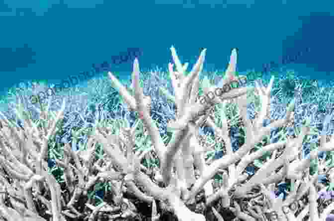 Coral Bleaching, A Consequence Of Climate Change Impacting Marine Ecosystems Climate Change (Issues That Concern You)