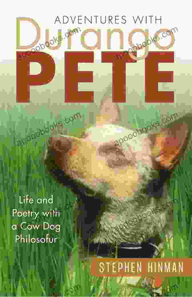 Cow Dog Philosofur, A Fluffy Black And White Dog With A Pensive Expression, Sits On A Grassy Hilltop With A Picturesque Mountain Backdrop. Adventures With Durango Pete: Life And Poetry With A Cow Dog Philosofur