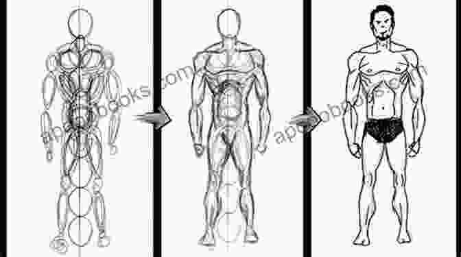 Detailed Anatomical Illustration How To Draw Figures Simple Anatomy People Forms For Beginners