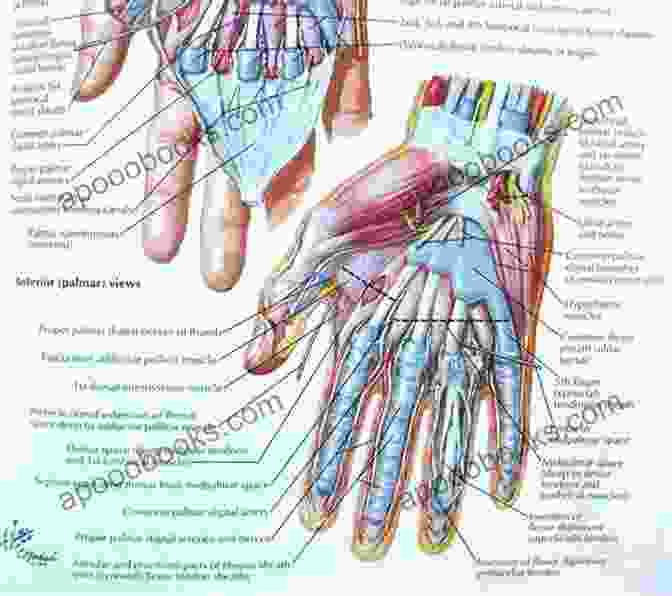 Detailed Illustration Of Hand Anatomy Hand Surgery Study Guide Steven F Viegas