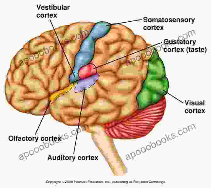 Diagram Of The Male Visual Brain, Showing A Larger Area Dedicated To Visual Processing Compared To The Female Brain Through A Man S Eyes: Helping Women Understand The Visual Nature Of Men