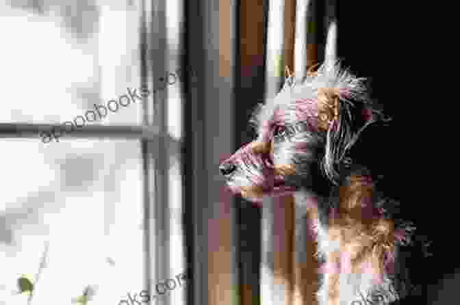 Dog Looking Out Of A Window With Separation Anxiety Symptoms, Such As Pacing, Barking, And Whining Separation Anxiety: Deal With Your Puppy S Or Dog S Separation Anxiety