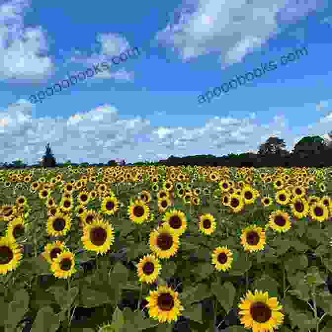 Emma And Jack Embrace In A Field Of Sunflowers During The Harvest Moon Harvest Moon (Virgin River 15)