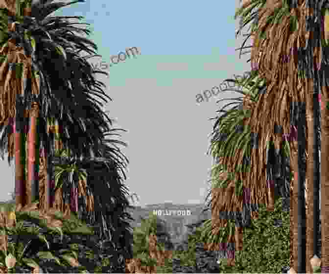 Iconic Hollywood Sign Framed By Palm Trees Los Angeles Travel Guide With 100 Landscape Photos