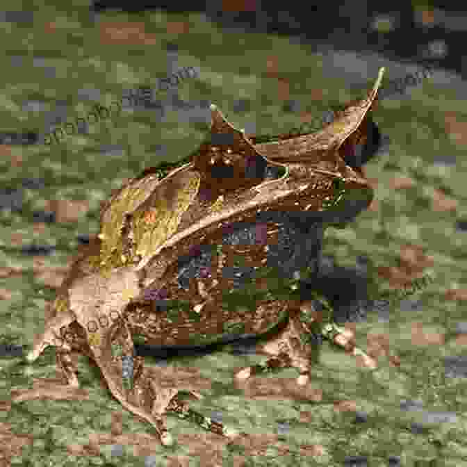 Malayan Horned Frog With Vibrant Coloration And Distinct Horn Like Projections MALAYAN HORNED FROG CARE: Everything You Need To Know About Malayan Horned Frog