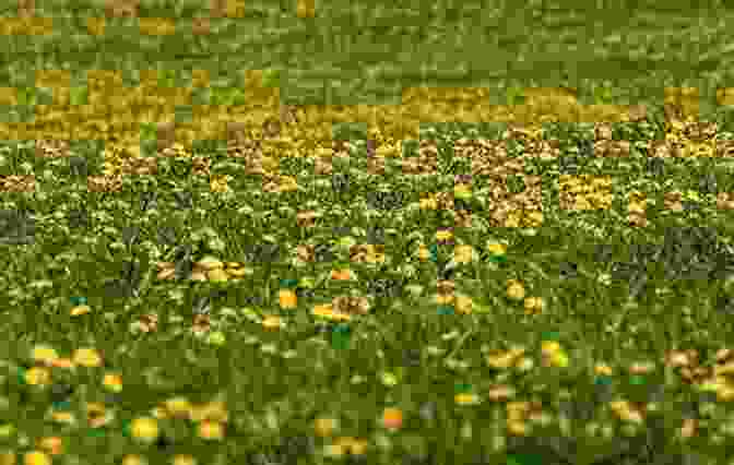 Mesmerizing Image Of A Sprawling Yellow Meadow, Symbolizing Hope And Renewal Yellow Flower Lyn Stone