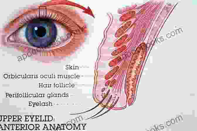 Oculoplastics Color Atlas: Detailed Image Of Eyelid Anatomy Oculoplastics (Color Atlas And Synopsis Of Clinical Ophthalmology)