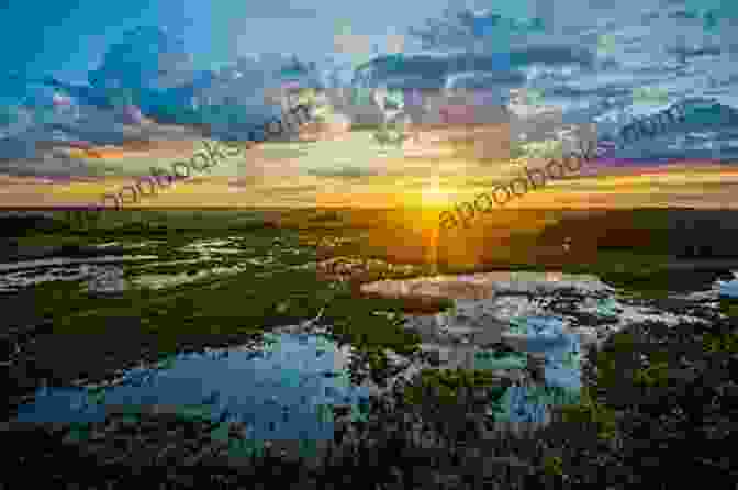 Panoramic View Of The Pantanal Wetland Pantanal: Travel ROSSANA F VAN DER BORG