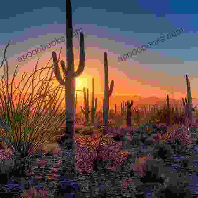 Saguaro National Park 100 Things Arizona Fans Should Know Do Before They Die (100 Things Fans Should Know)