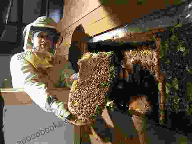 Swarm Catcher Rick Raphael Gently Removing A Bee Swarm From A Tree Branch Swarm Catcher Rick Raphael