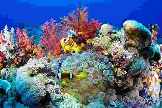 Vibrant Coral Reefs Teeming With Marine Life Marine Life: Wonders Of Creation