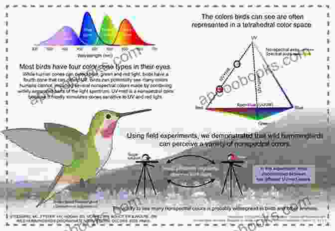 Visual Guide To Color Changes In Birds Bird Colors Unravelled: All Colors Color Changes Explained (Birding USA)