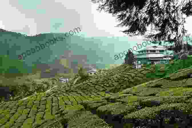 Wide Expanse Of Tea Plantations In The Cameron Highlands, Surrounded By Rolling Hills Conversations With Mahathir Mohamad Dr M: Operation Malaysia (Giants Of Asia Series)